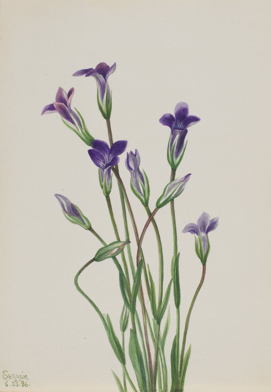 Goryczka Gentiana holopetala, 1936. autorstwa Mary Vaux Walcott