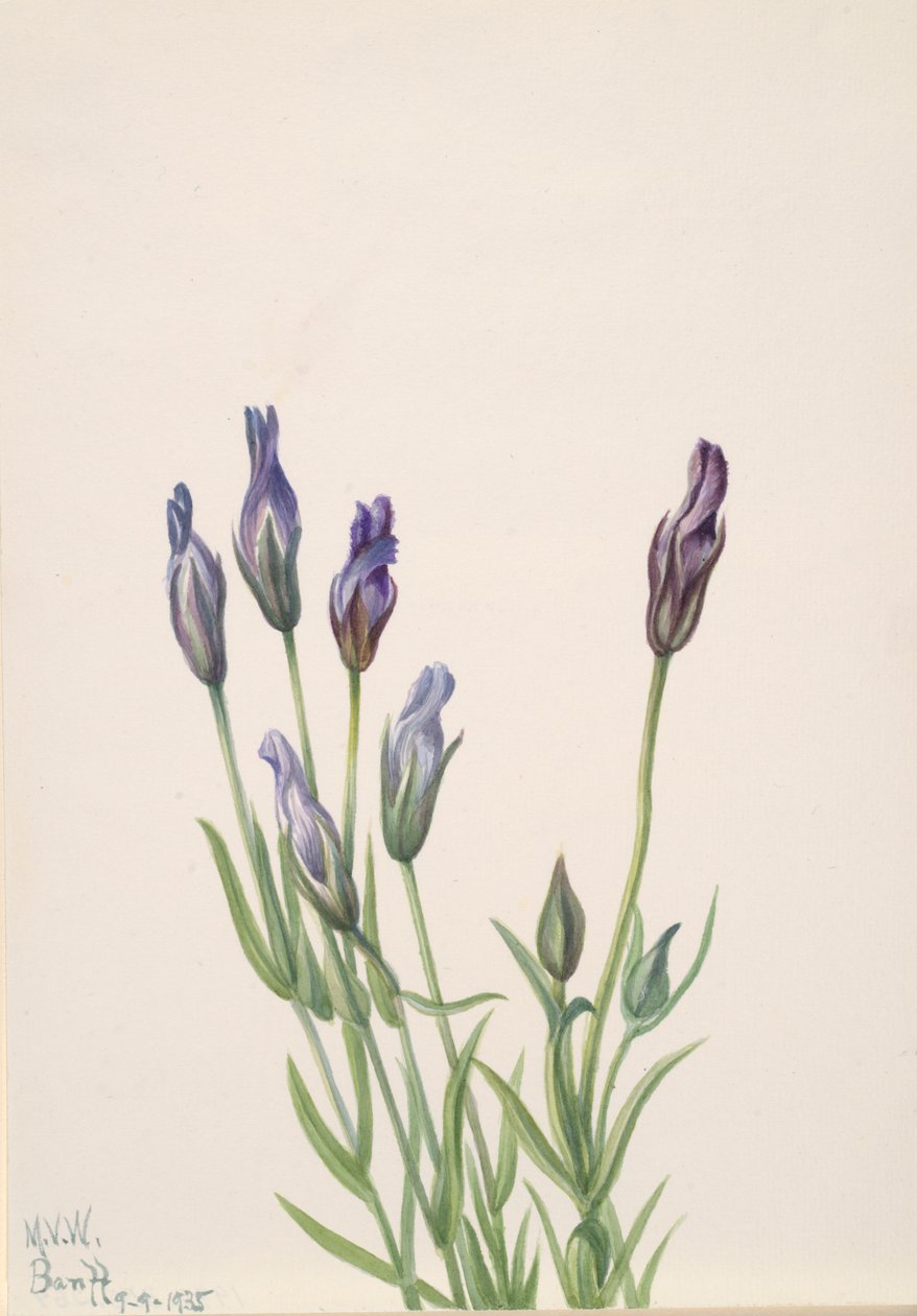 Gentiana macounii, 1935. autorstwa Mary Vaux Walcott