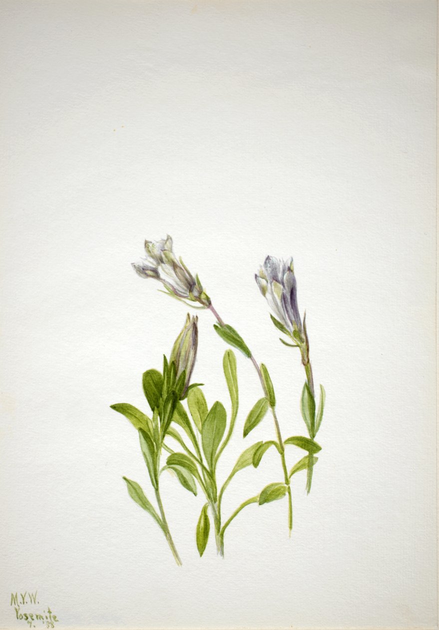 Borówka z goryczki Gentiana, 1938. autorstwa Mary Vaux Walcott