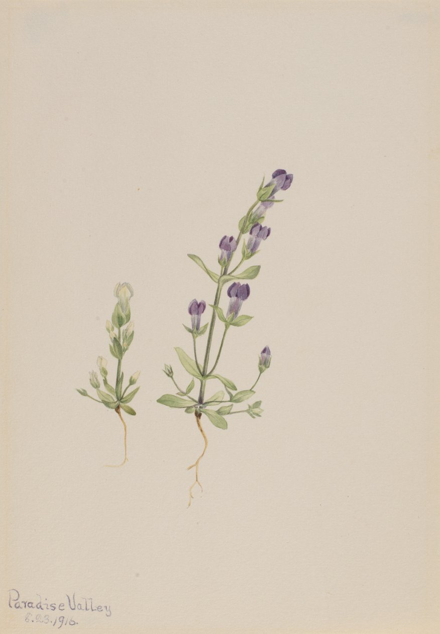 Gentiana propingua, 1916. autorstwa Mary Vaux Walcott