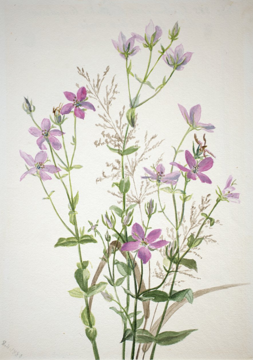 Gentianacease sabbalia angularis, 1880. autorstwa Mary Vaux Walcott