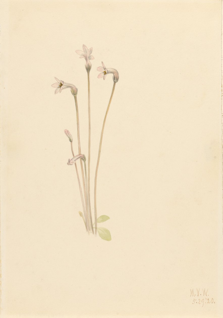 Ghostpipe (Thalesia uniflora) autorstwa Mary Vaux Walcott