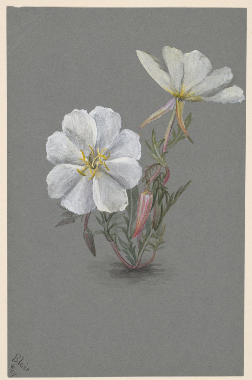 Ciemiernik olbrzymi (Epipactia gigantea) autorstwa Mary Vaux Walcott