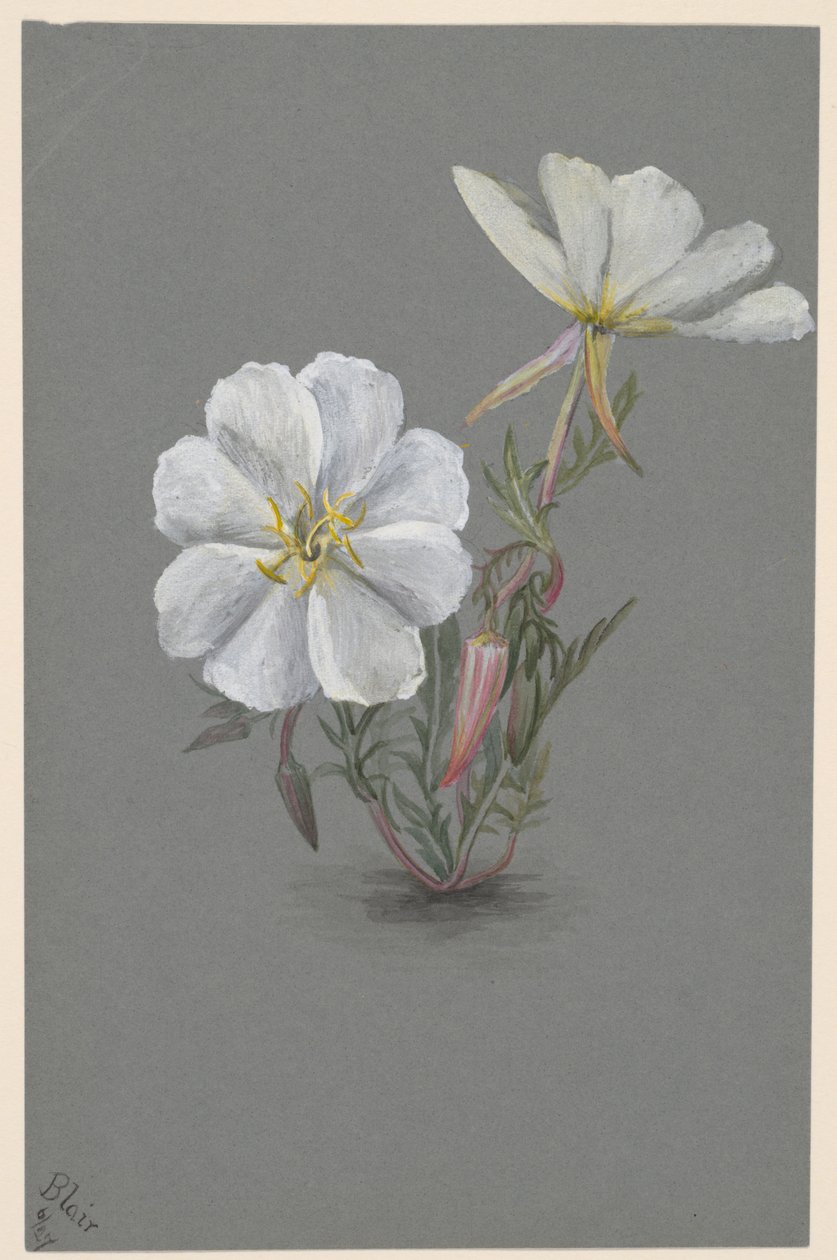 Olbrzym kruszczyk olbrzymi Epipactis gigantea, ca. 1880. autorstwa Mary Vaux Walcott