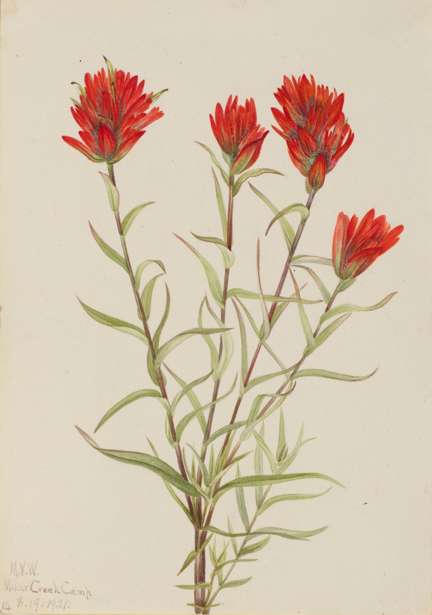 Gigantyczny czerwony pędzel (Castilleja miniata) autorstwa Mary Vaux Walcott