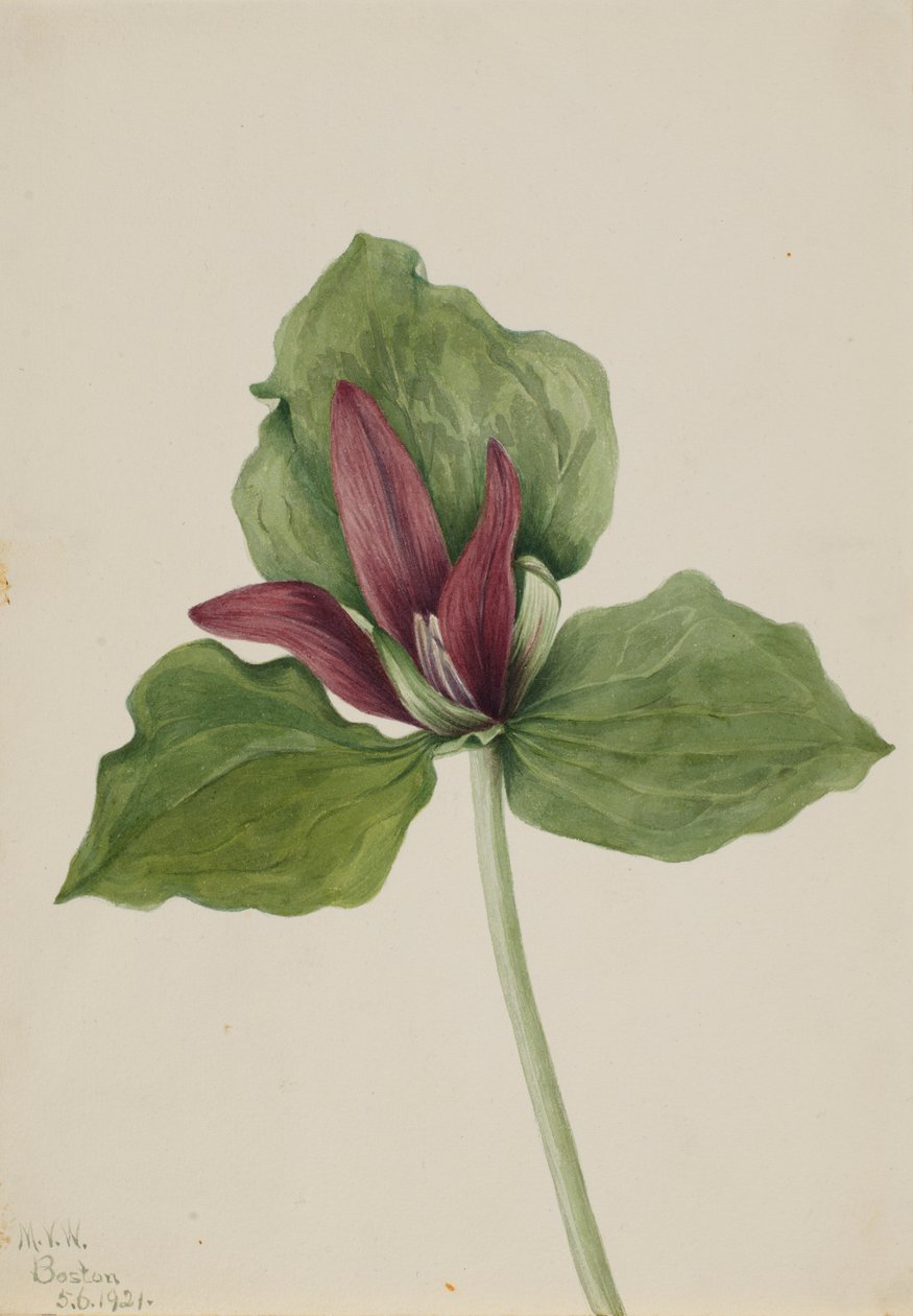 Trillium olbrzymie (Trillium chloropetalum) autorstwa Mary Vaux Walcott