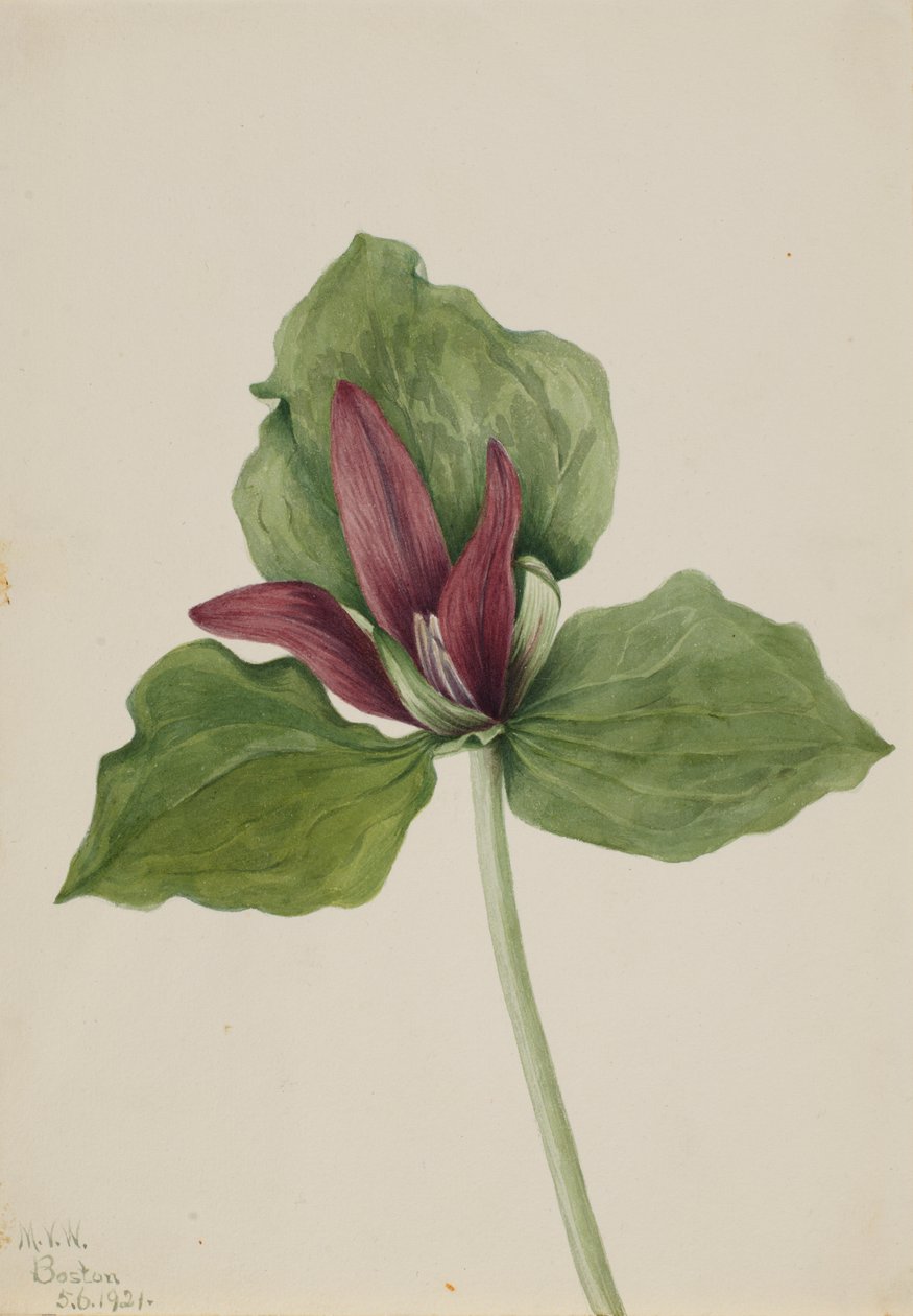 Olbrzymi Trillium Trillium chloropetalum, 1921. autorstwa Mary Vaux Walcott