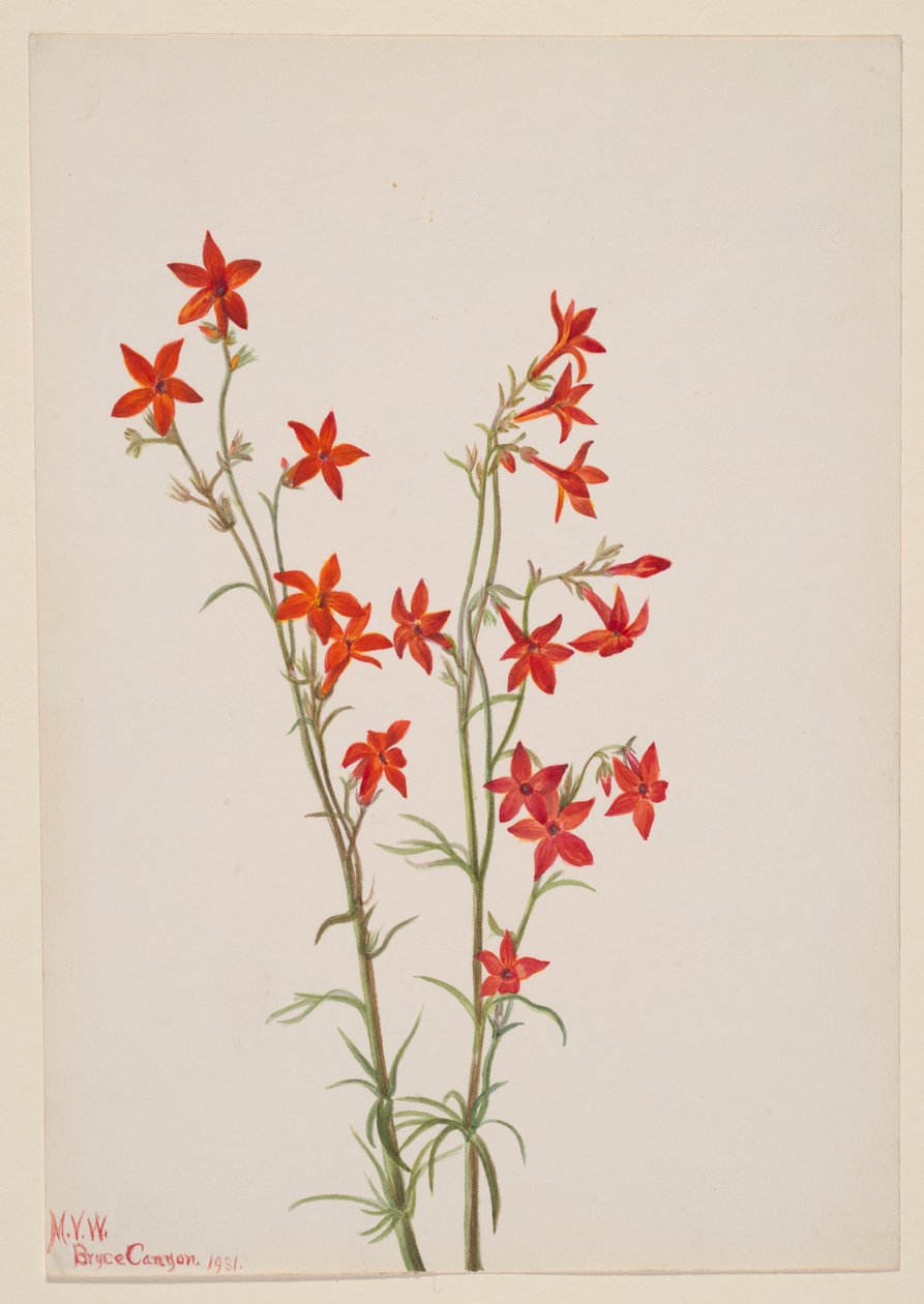 Gilia arizonica autorstwa Mary Vaux Walcott