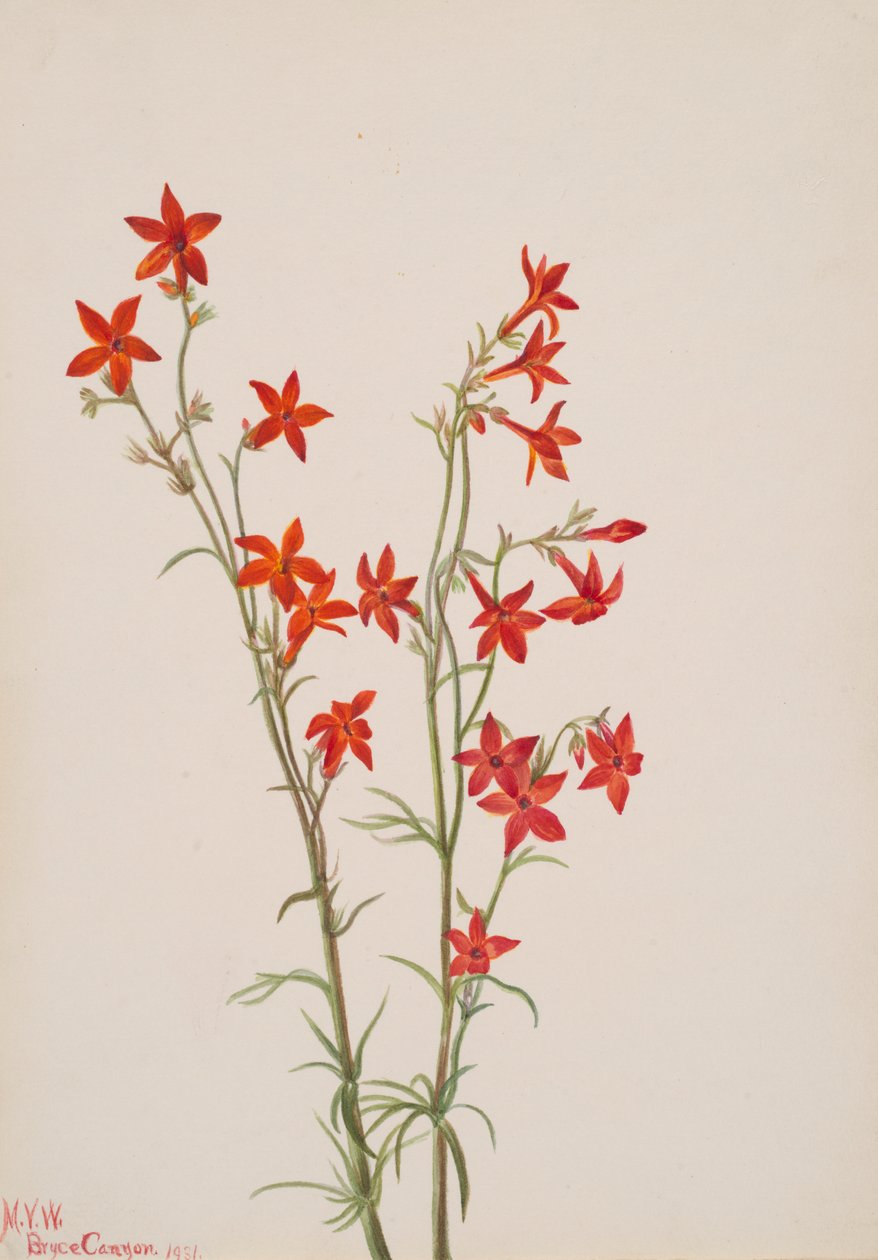 Gilia Arizona, 1931. autorstwa Mary Vaux Walcott