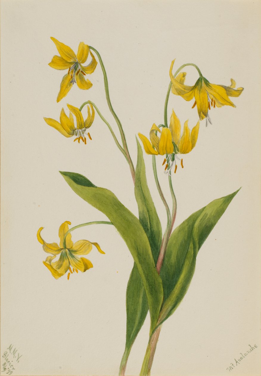Glacierlily Erythronium grandiflorum, 1899. autorstwa Mary Vaux Walcott