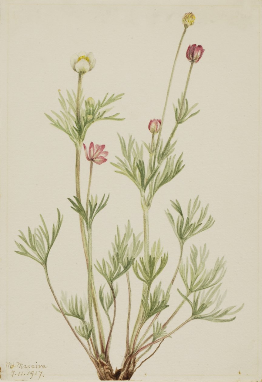 Zawilec wielkokwiatowy (Anemone globosa) autorstwa Mary Vaux Walcott
