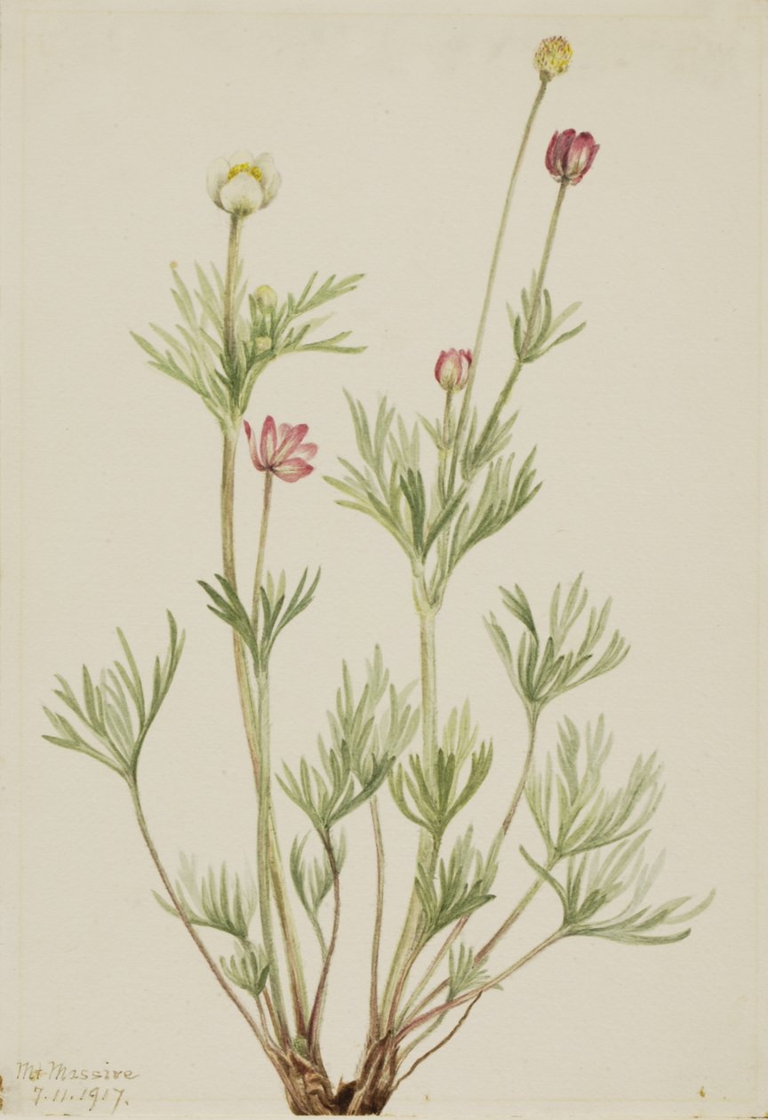 Zawilec kulisty Zawilec kulisty, 1917. autorstwa Mary Vaux Walcott
