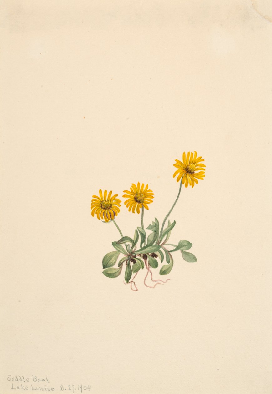 Złota pchła Erigeron aureus, 1904. autorstwa Mary Vaux Walcott