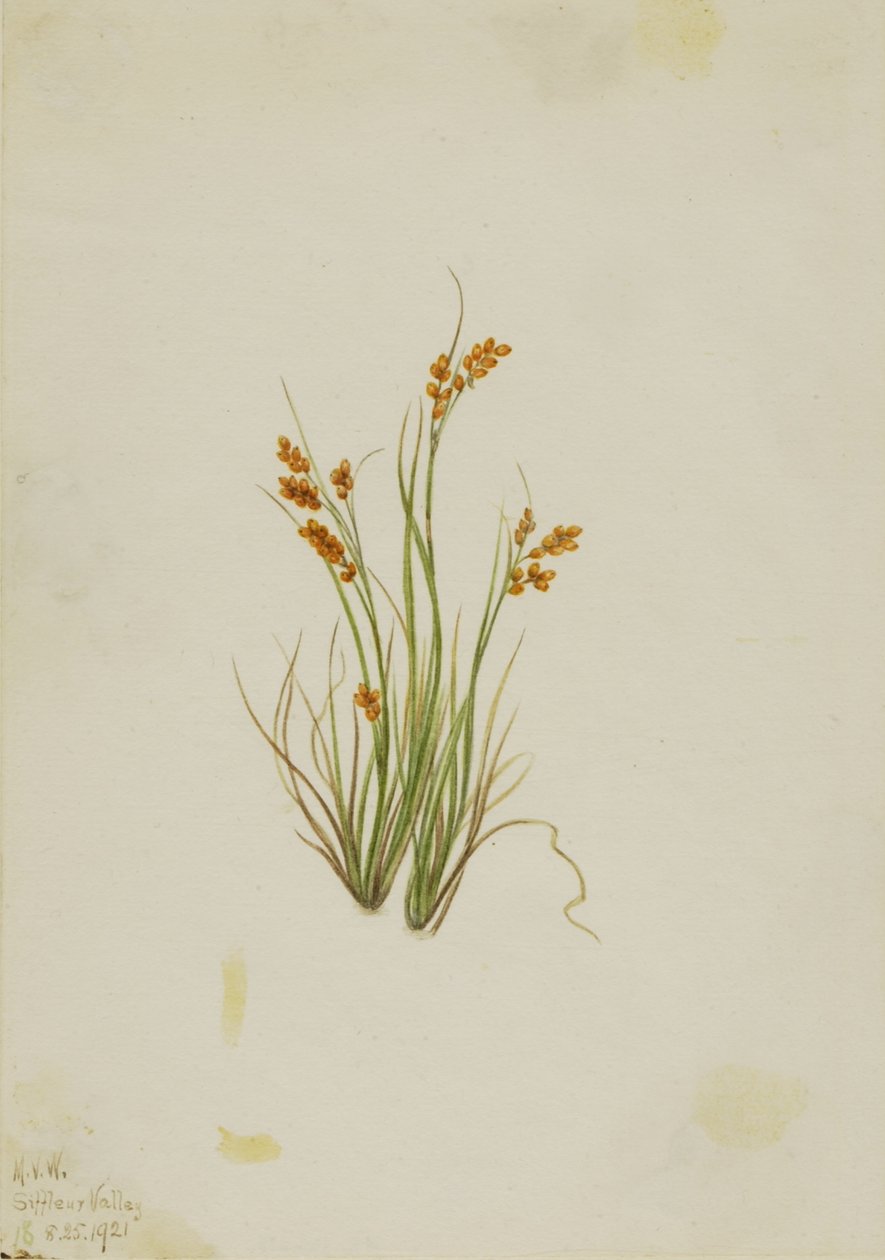 Turzyca złocista (Carex aurea) autorstwa Mary Vaux Walcott