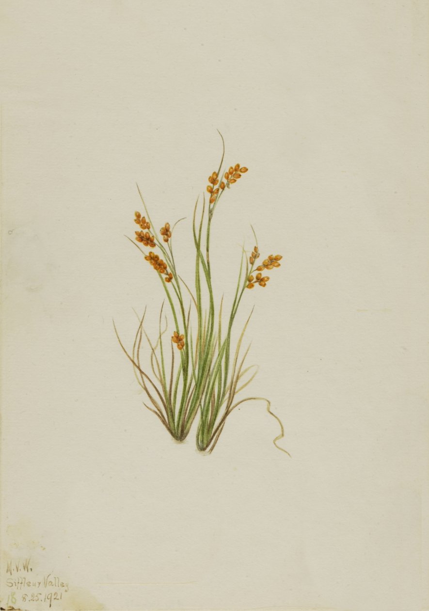 Złota turzyca Carex aurea, 1921. autorstwa Mary Vaux Walcott