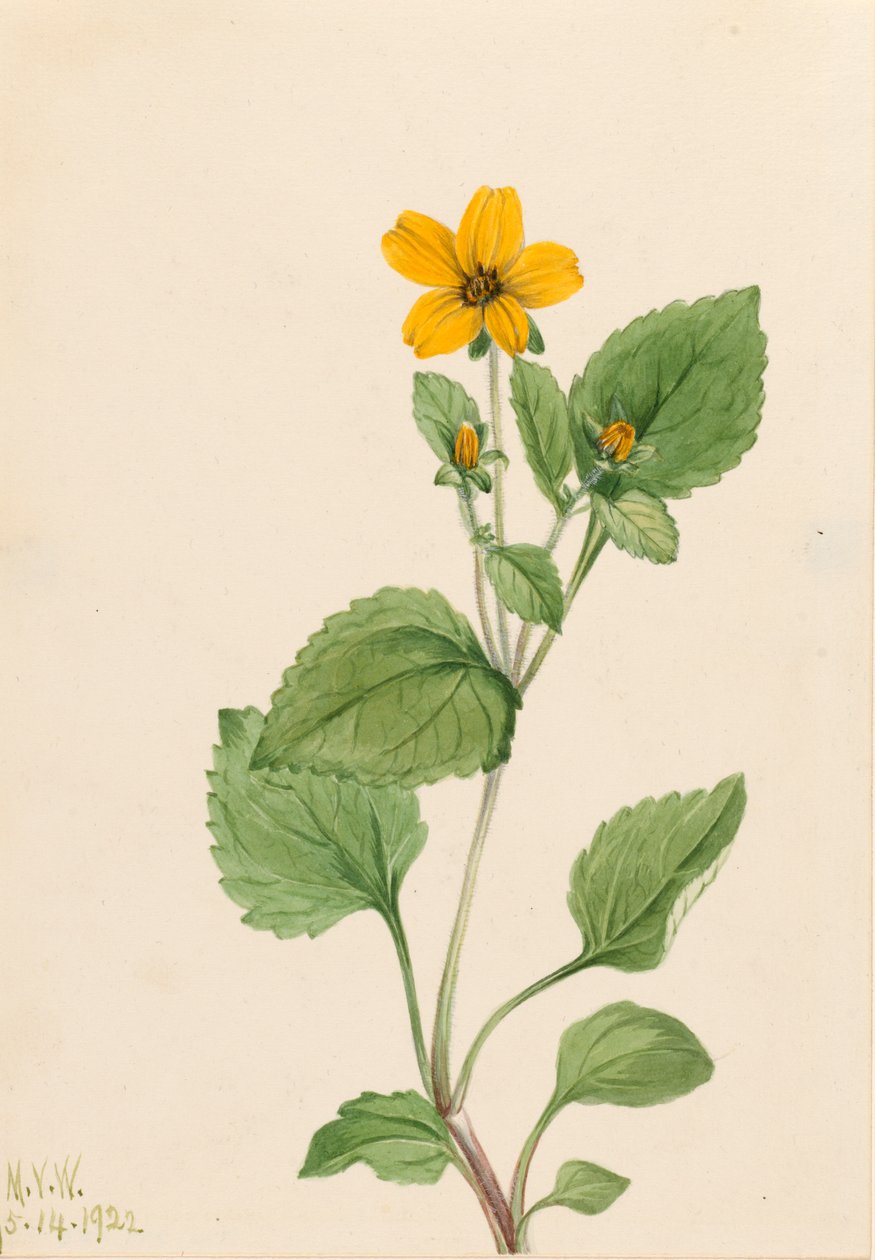 Złota Gwiazda Chrysogonum virginianum, 1922. autorstwa Mary Vaux Walcott