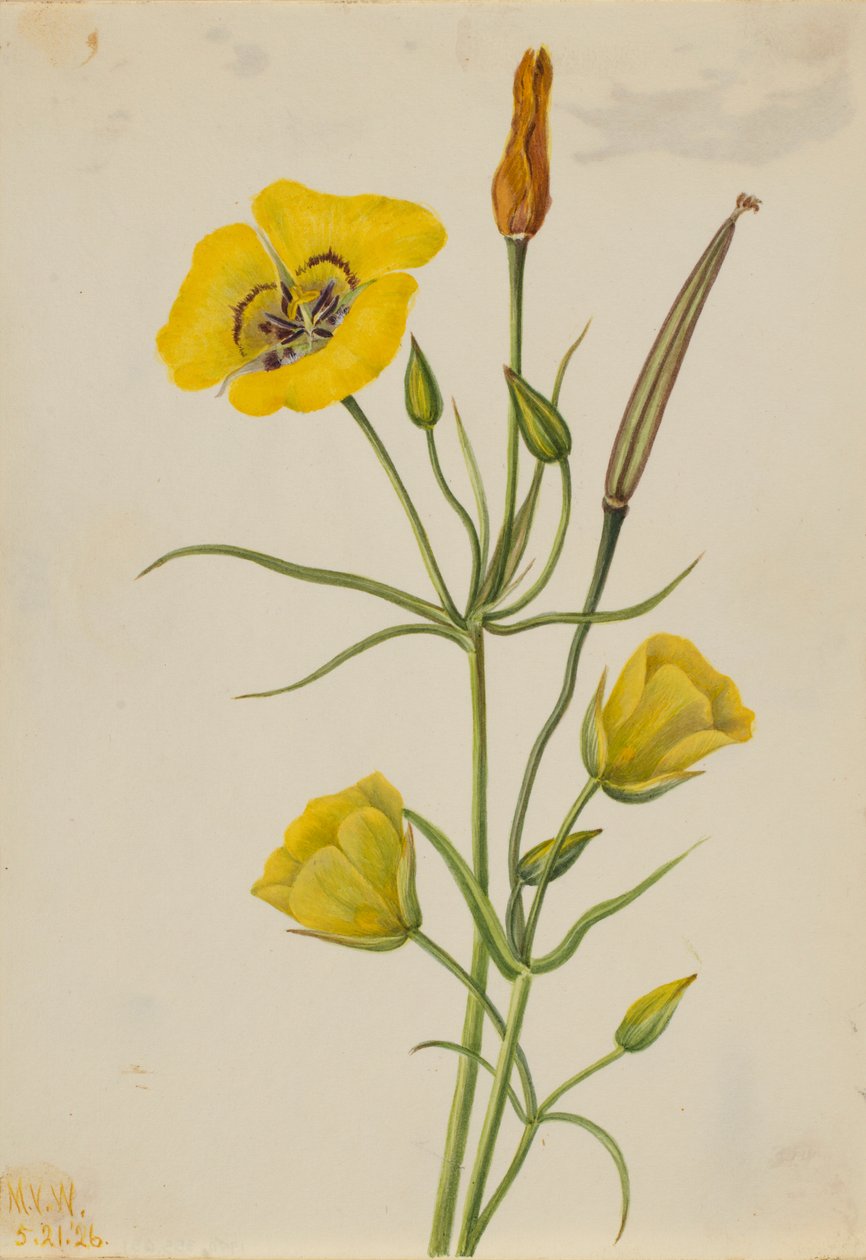Goldenbowl Mariposa (Calochortus claratus) autorstwa Mary Vaux Walcott