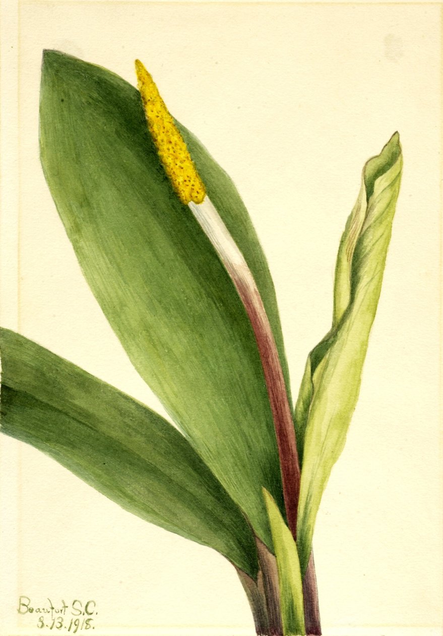 Złotokap (Orontium aquaticum) autorstwa Mary Vaux Walcott
