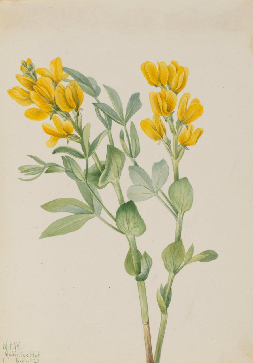 Goldenpea Thermopsis rhombifolia, 1923. autorstwa Mary Vaux Walcott