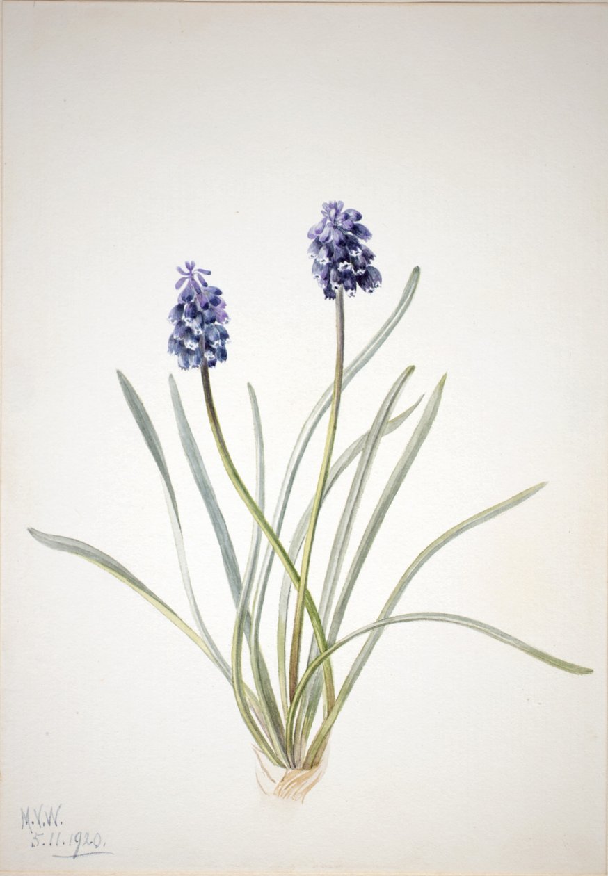 Hiacynt winogronowy (Muscari racemosum) autorstwa Mary Vaux Walcott
