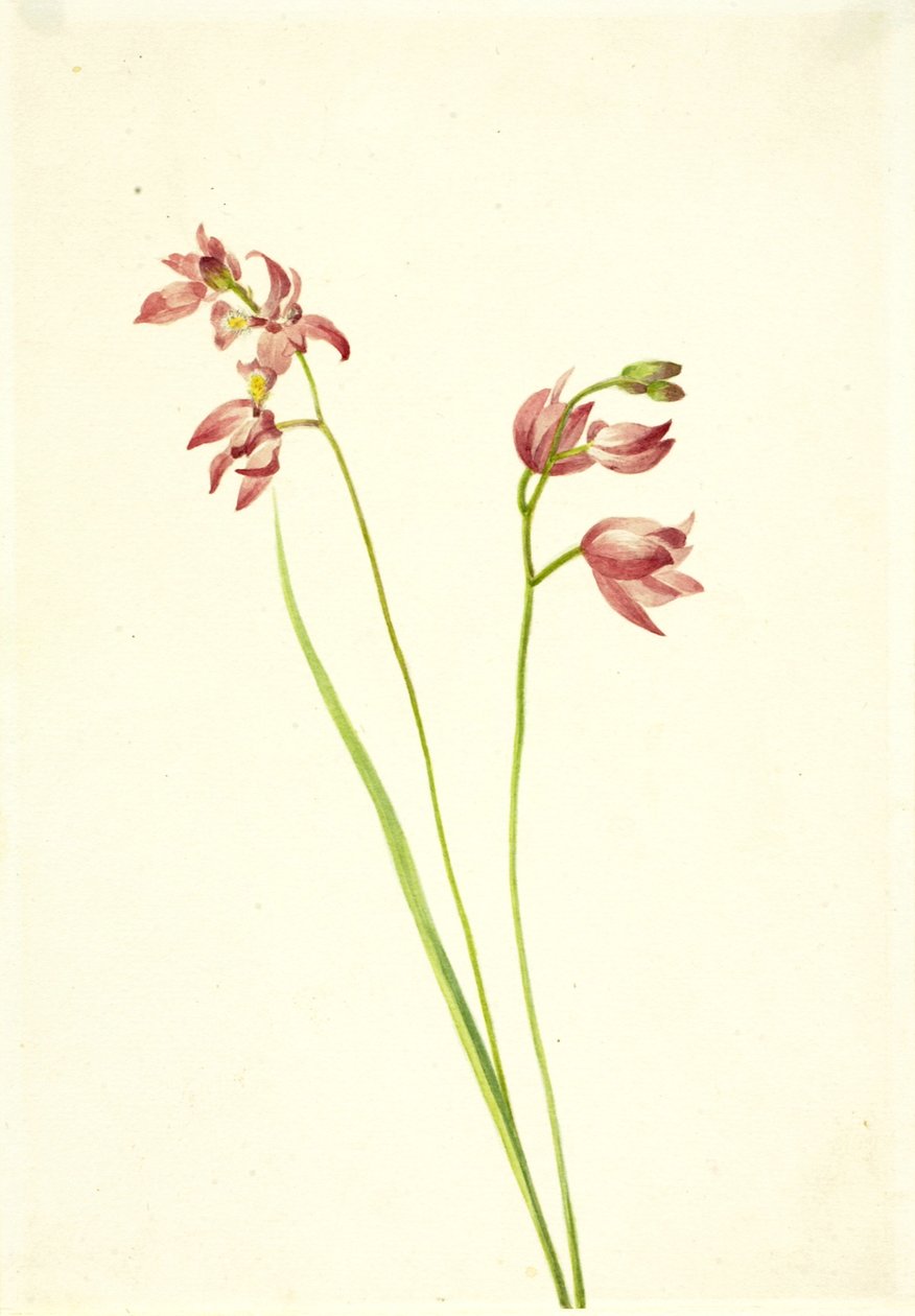 Trawiastoróżowa orchidea Limodorum tuberosum, b.d. autorstwa Mary Vaux Walcott