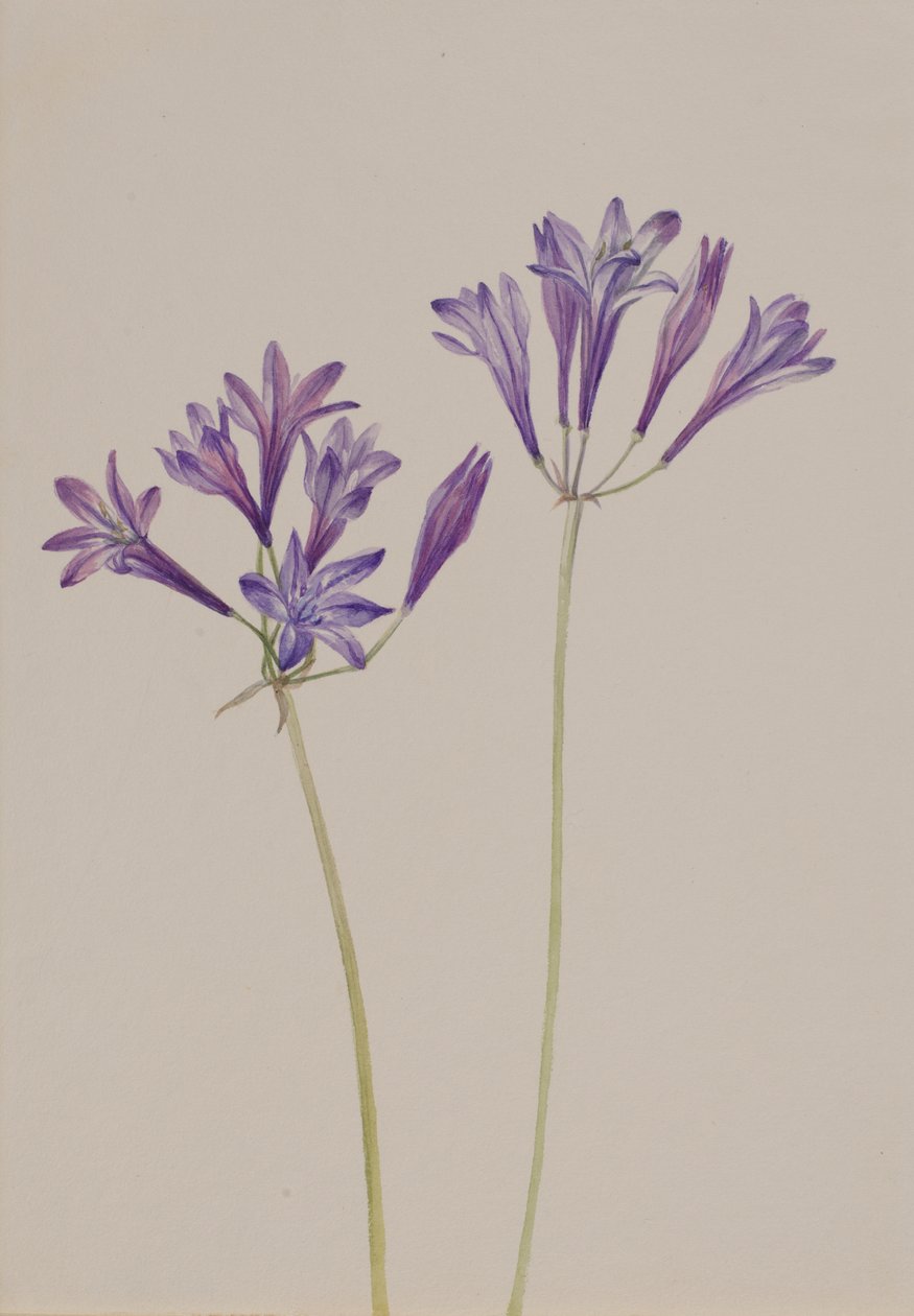 Orzech trawiasty Brodiaea laxa, 1933. autorstwa Mary Vaux Walcott