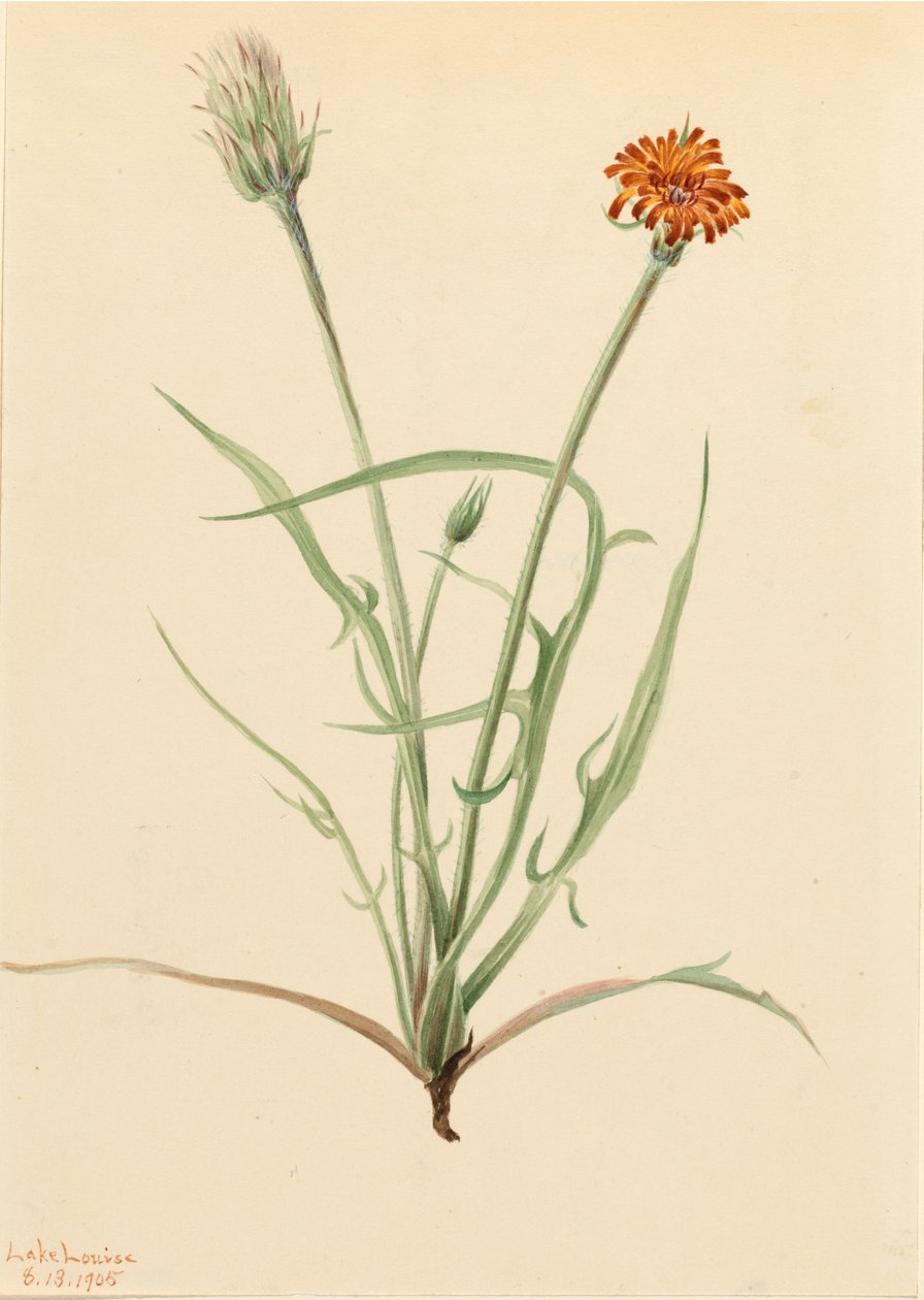 Grassleaf Agoseris Agoseris graminifolia, 1905. autorstwa Mary Vaux Walcott