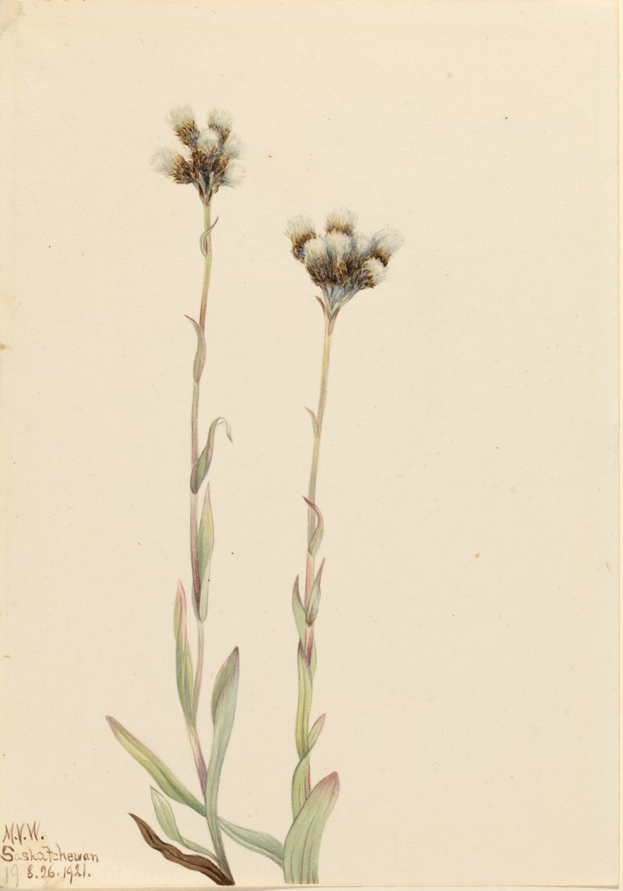 Cipki szare (Antennaria howellii) autorstwa Mary Vaux Walcott