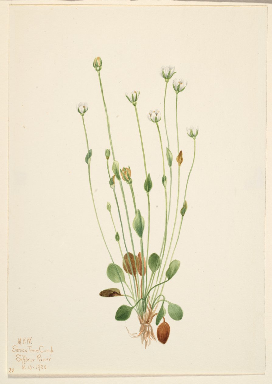 Stokłosa szara (Senecio canus) autorstwa Mary Vaux Walcott