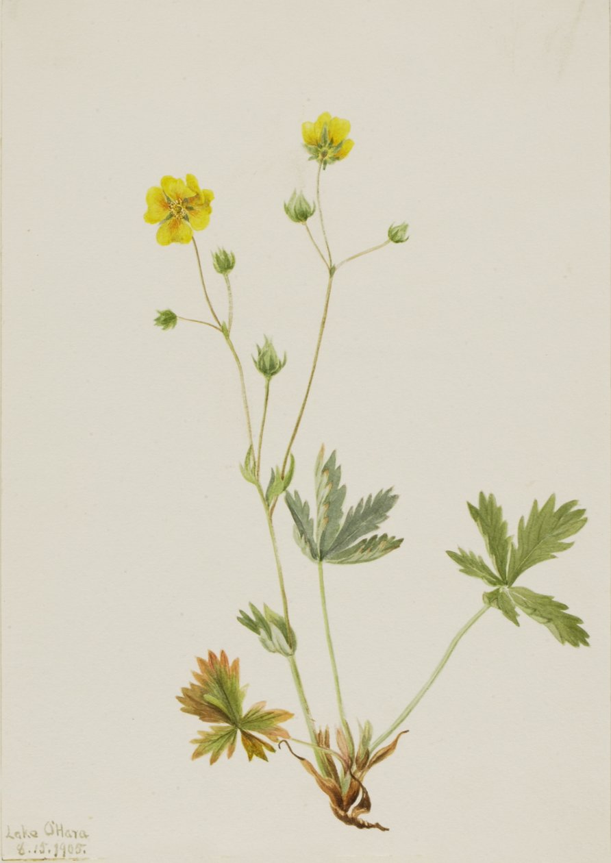 Szary liść pięciopalcowy Potentilla glaucophylla, 1905. autorstwa Mary Vaux Walcott