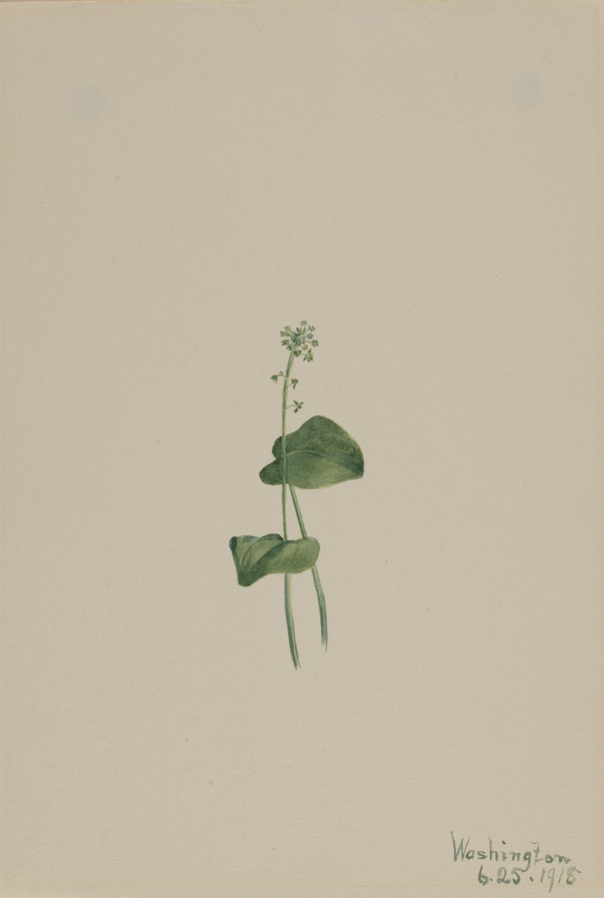 Usta żmii zielonej (Malaxis unifolia) autorstwa Mary Vaux Walcott