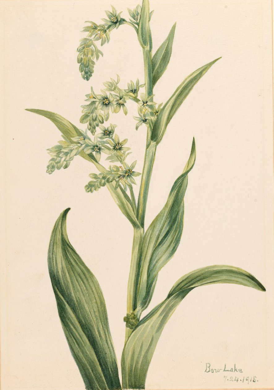 Kapusta zielona (Veratrum viride) autorstwa Mary Vaux Walcott