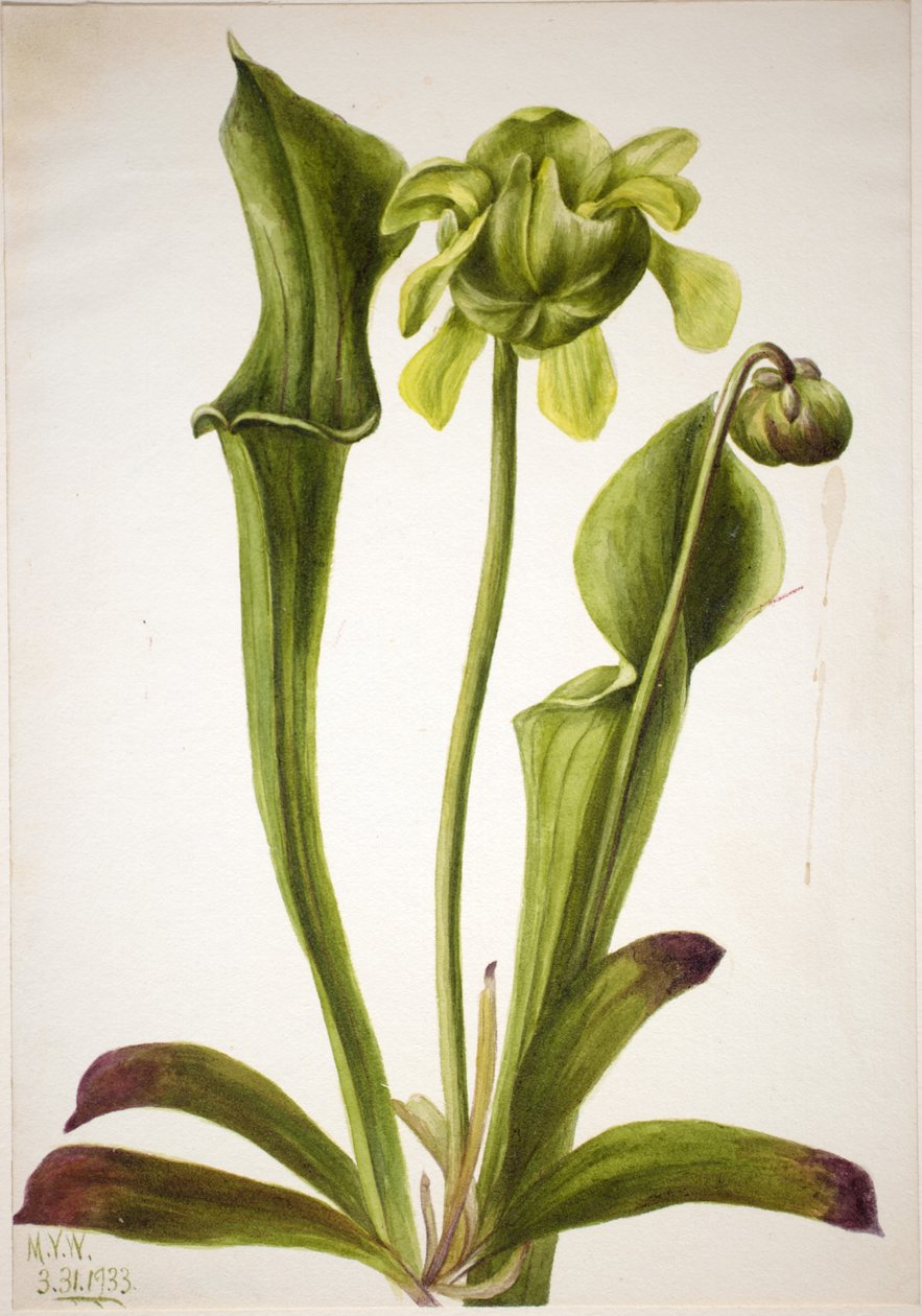 Dzbanecznik zielony (Sarracenia orephila) autorstwa Mary Vaux Walcott
