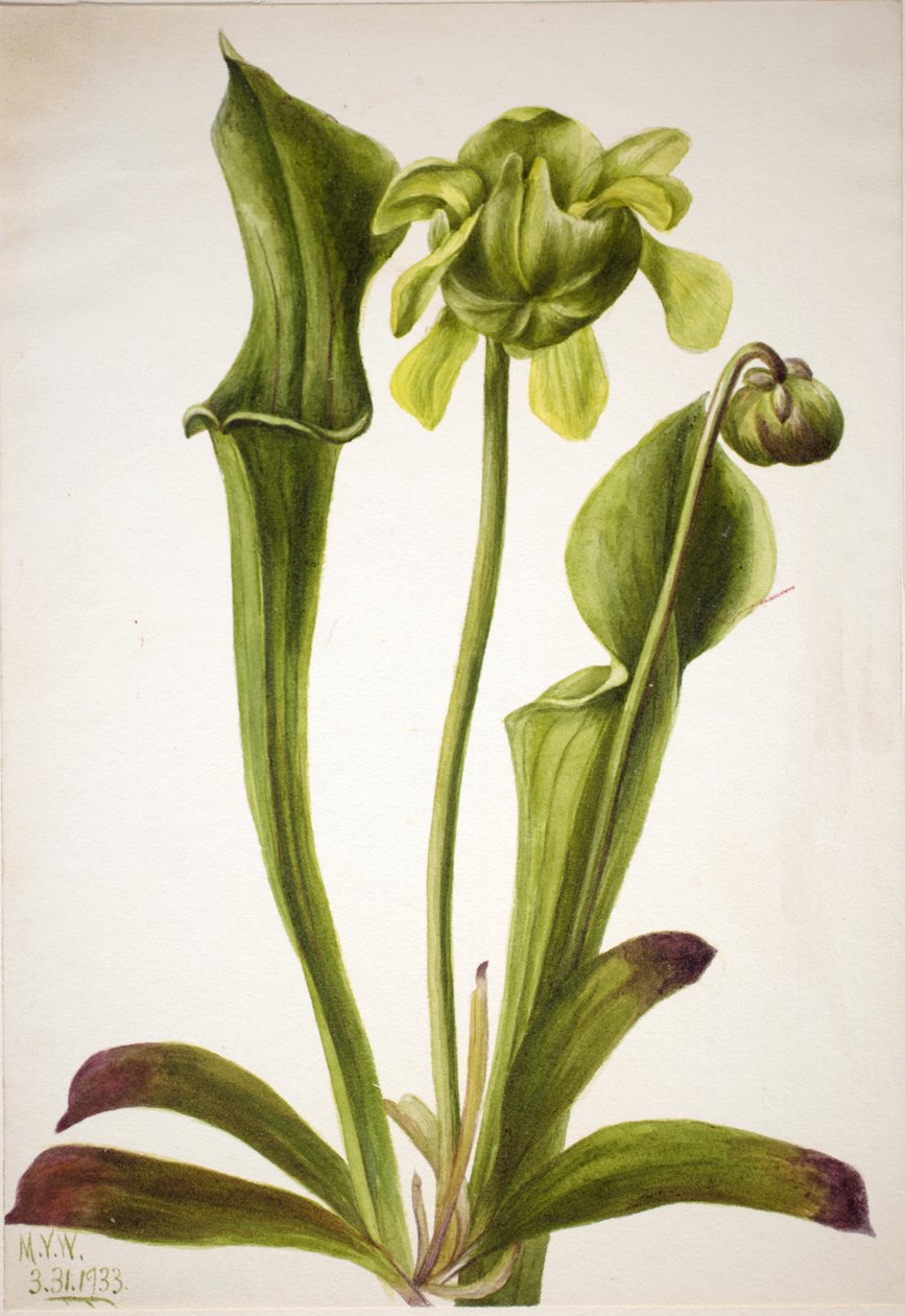 Green Pitcherplant Sarracenia orephila, 1933. autorstwa Mary Vaux Walcott
