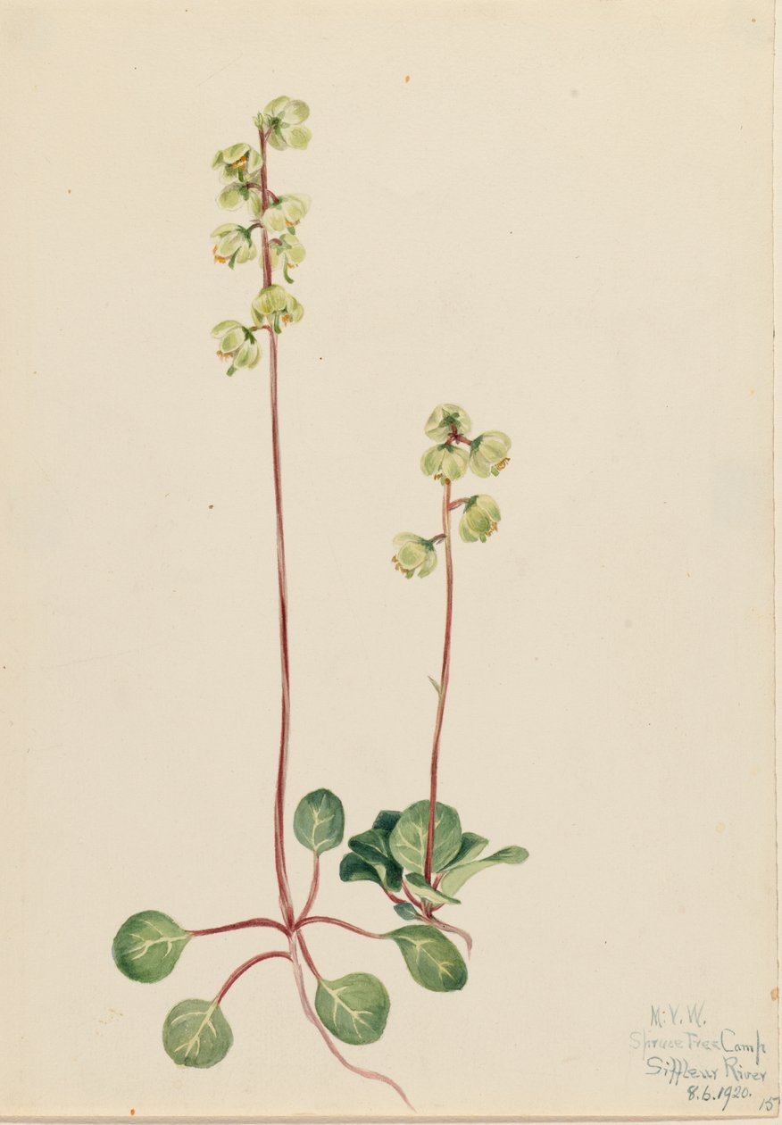 Zielona Pyrola Pyrola chlorantha, 1920. autorstwa Mary Vaux Walcott