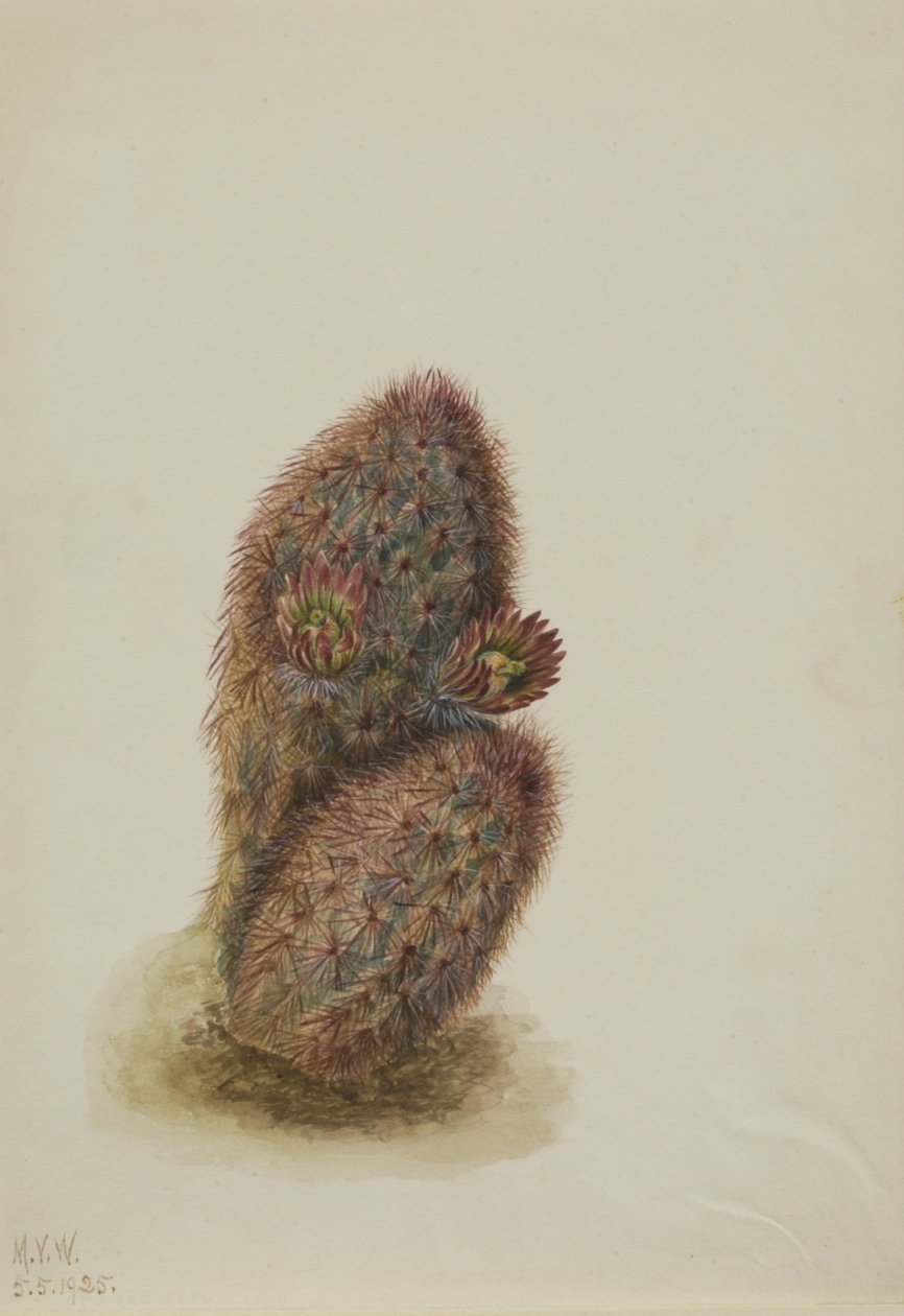 Kaktus zielony truskawkowy Echinocereus viridiflorus, 1925. autorstwa Mary Vaux Walcott