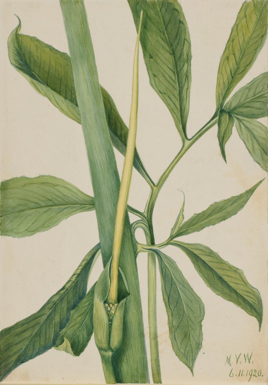 Zielony smok (Arisaema dracontium) autorstwa Mary Vaux Walcott