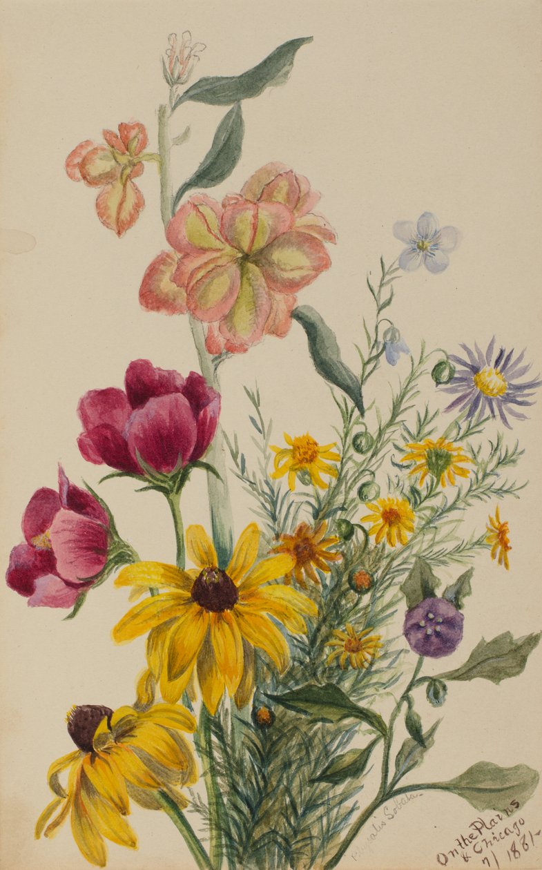 Grupa Kwiatów, 1881. autorstwa Mary Vaux Walcott
