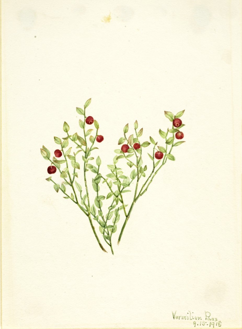 Borówka brusznica (Vaccinium scoparium) autorstwa Mary Vaux Walcott