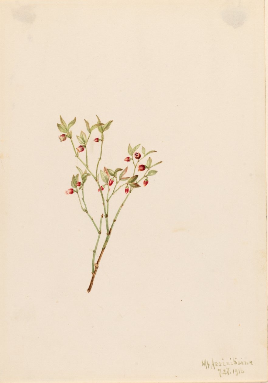 Borówka głuszec (Vaccinum scoparium) autorstwa Mary Vaux Walcott