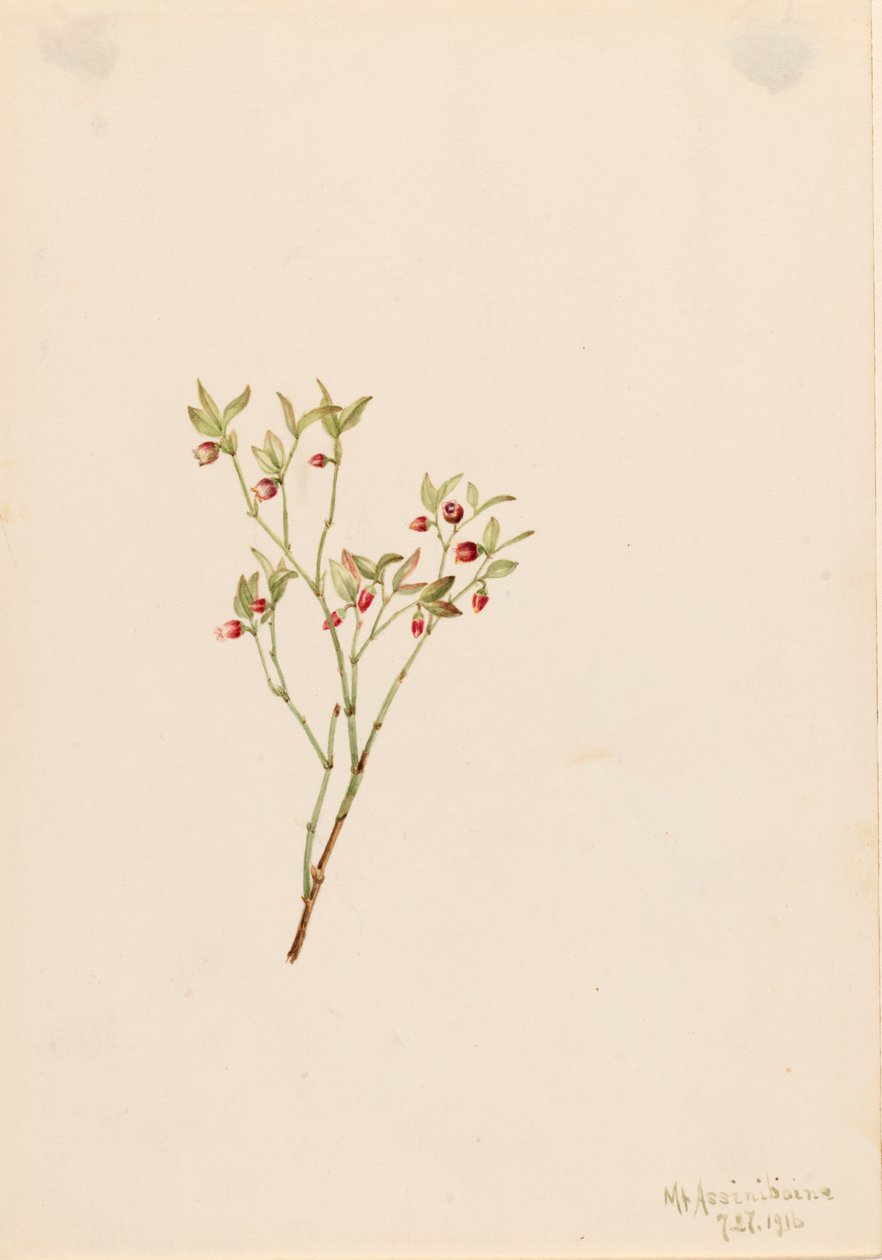 Grouse Whortleberry Vaccinum scoparium, 1916. autorstwa Mary Vaux Walcott