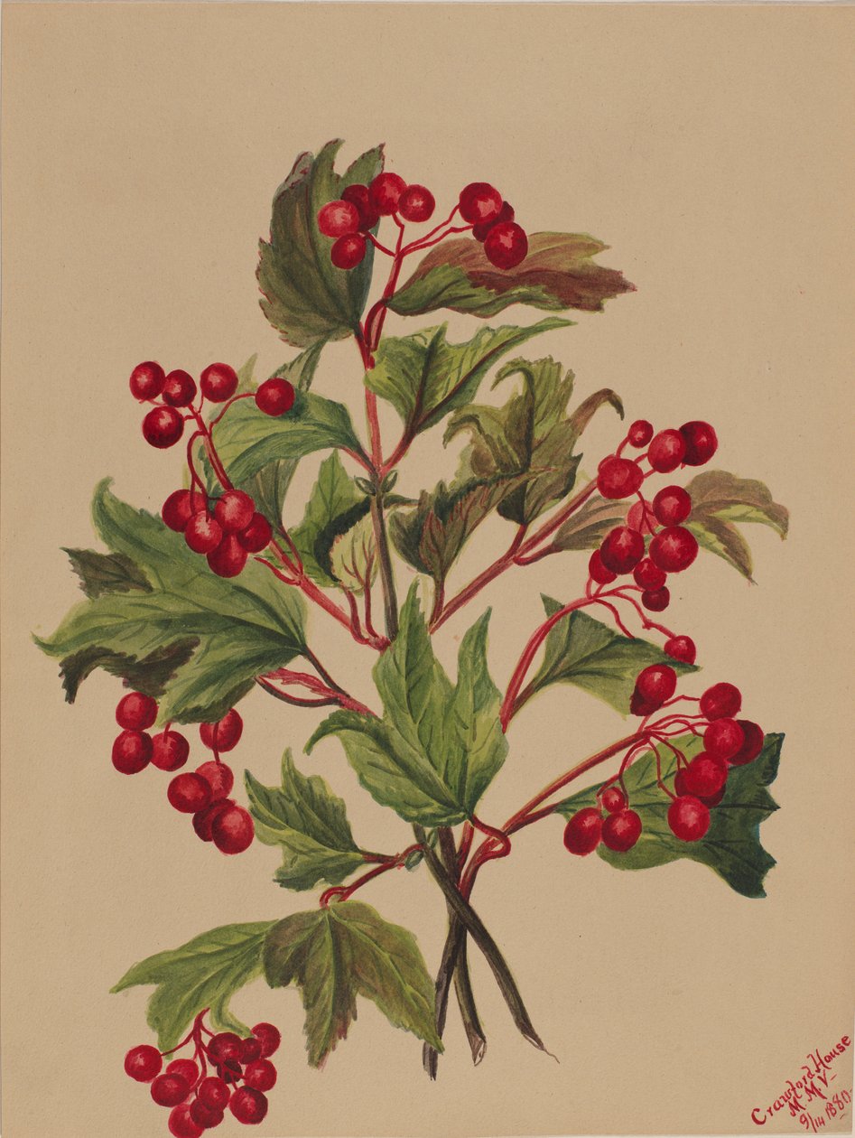 Kalina amerykańska (Viburnum americanum) autorstwa Mary Vaux Walcott