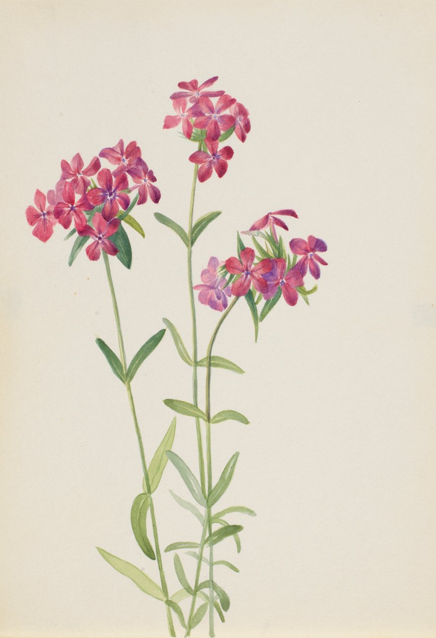 Floks owłosiony (Phlox amoena) autorstwa Mary Vaux Walcott