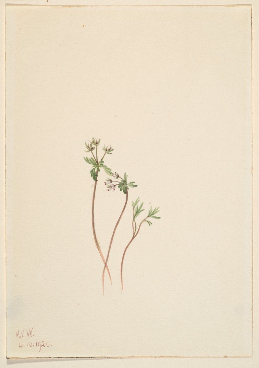Zwiastun wiosny (Erigenia bulbosa) autorstwa Mary Vaux Walcott