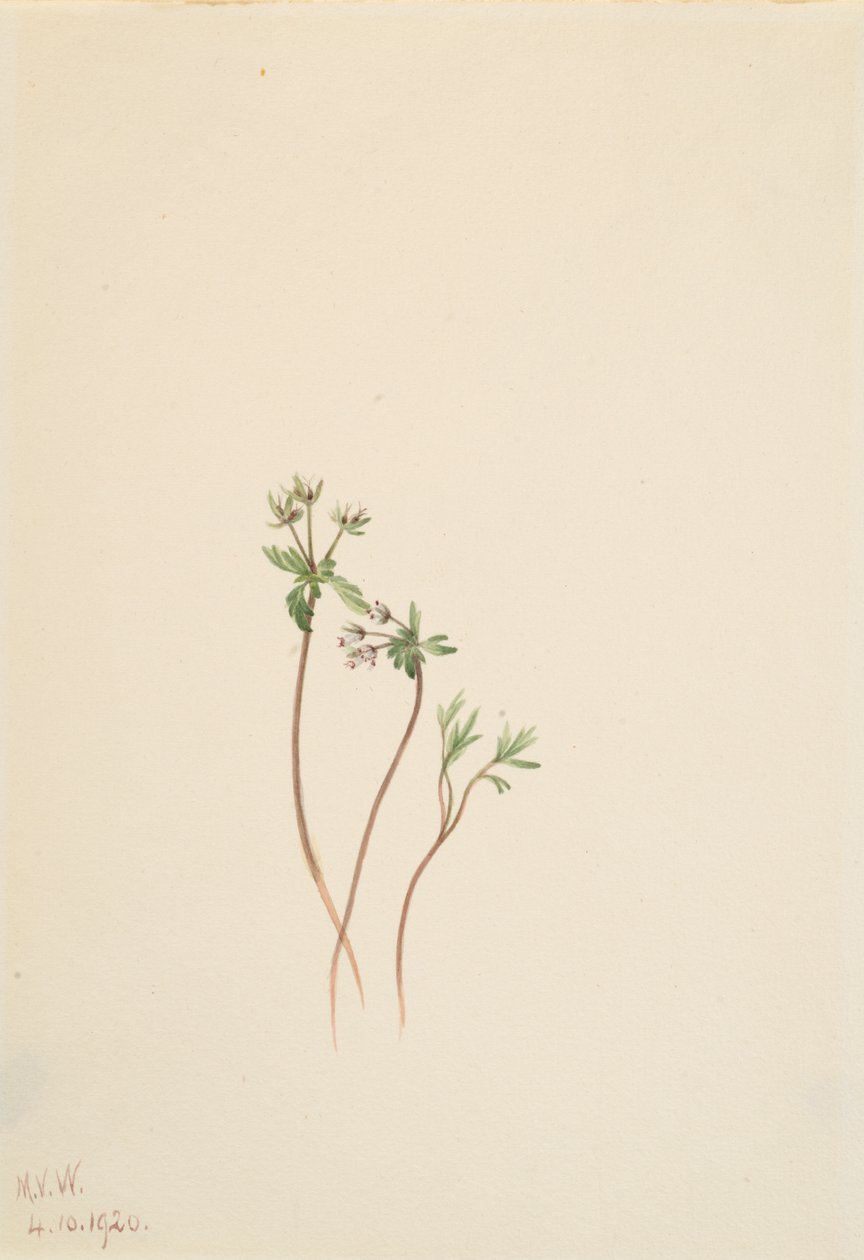 Zwiastun wiosny Erigenia bulbosa, 1920. autorstwa Mary Vaux Walcott