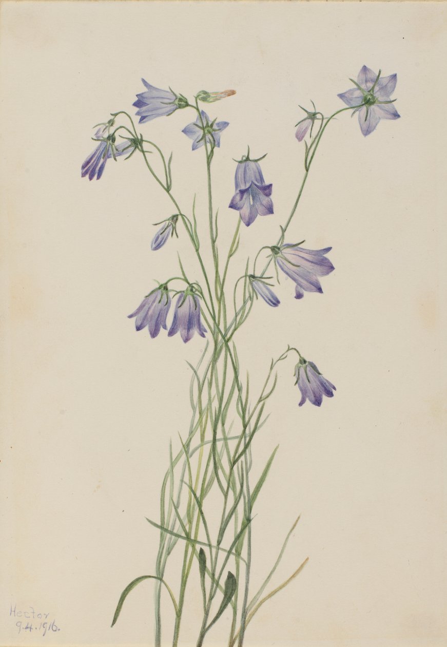 Dzwonek piłkowany (Campanula rotundifolia) autorstwa Mary Vaux Walcott
