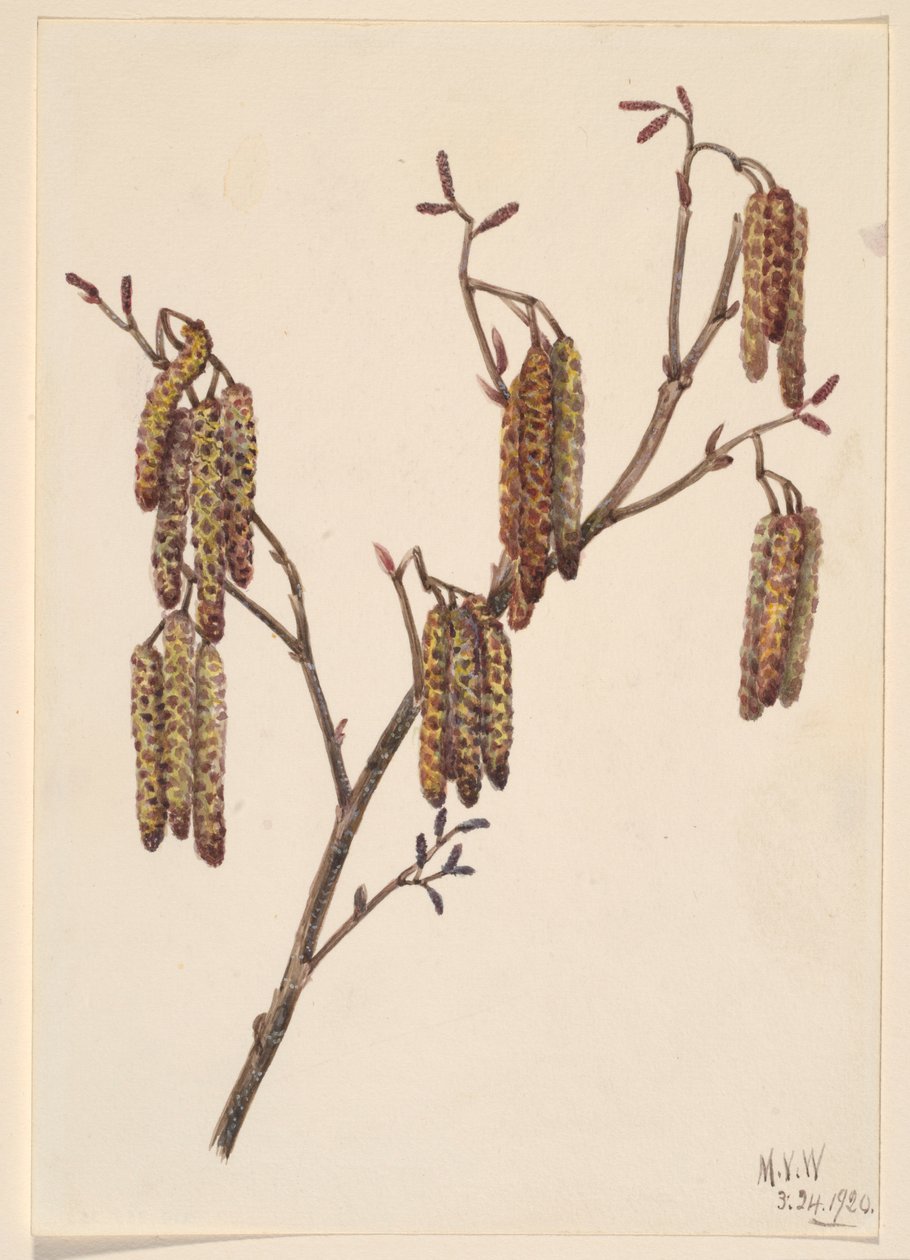 Olsza Leszczyna (Alnus regosa) autorstwa Mary Vaux Walcott
