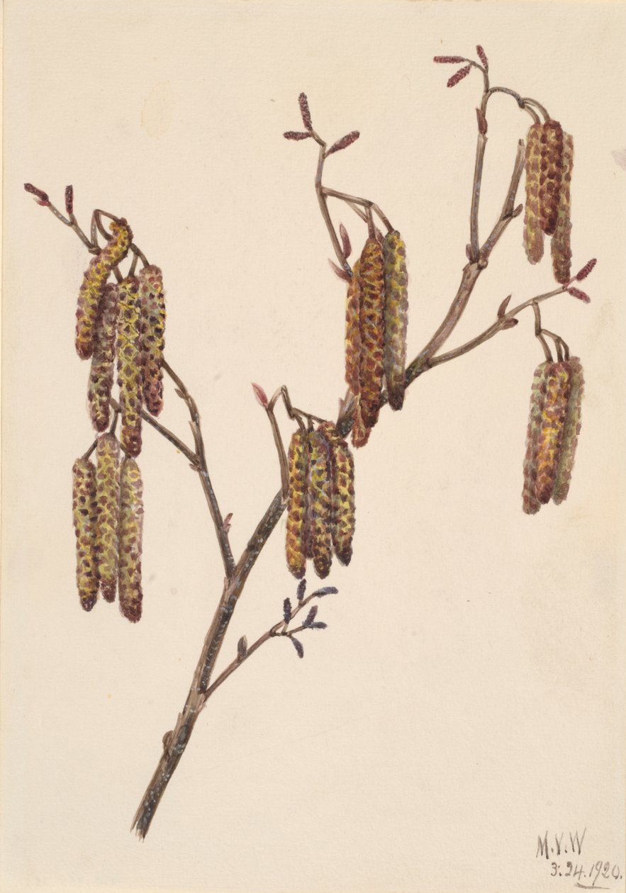 Leszczyna Olcha Alnus regosa, 1920. autorstwa Mary Vaux Walcott
