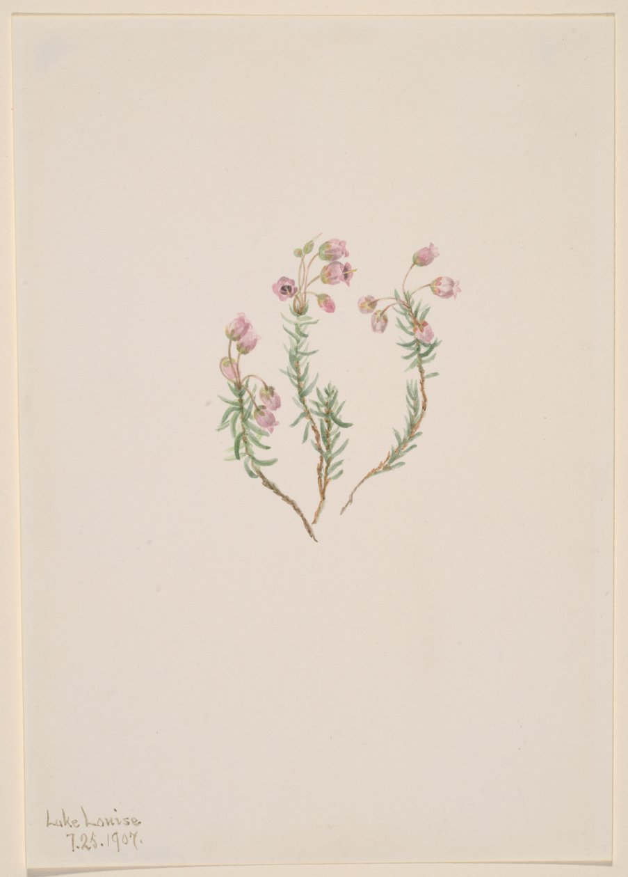 Heather Phylodoce intermedia, 1907. autorstwa Mary Vaux Walcott