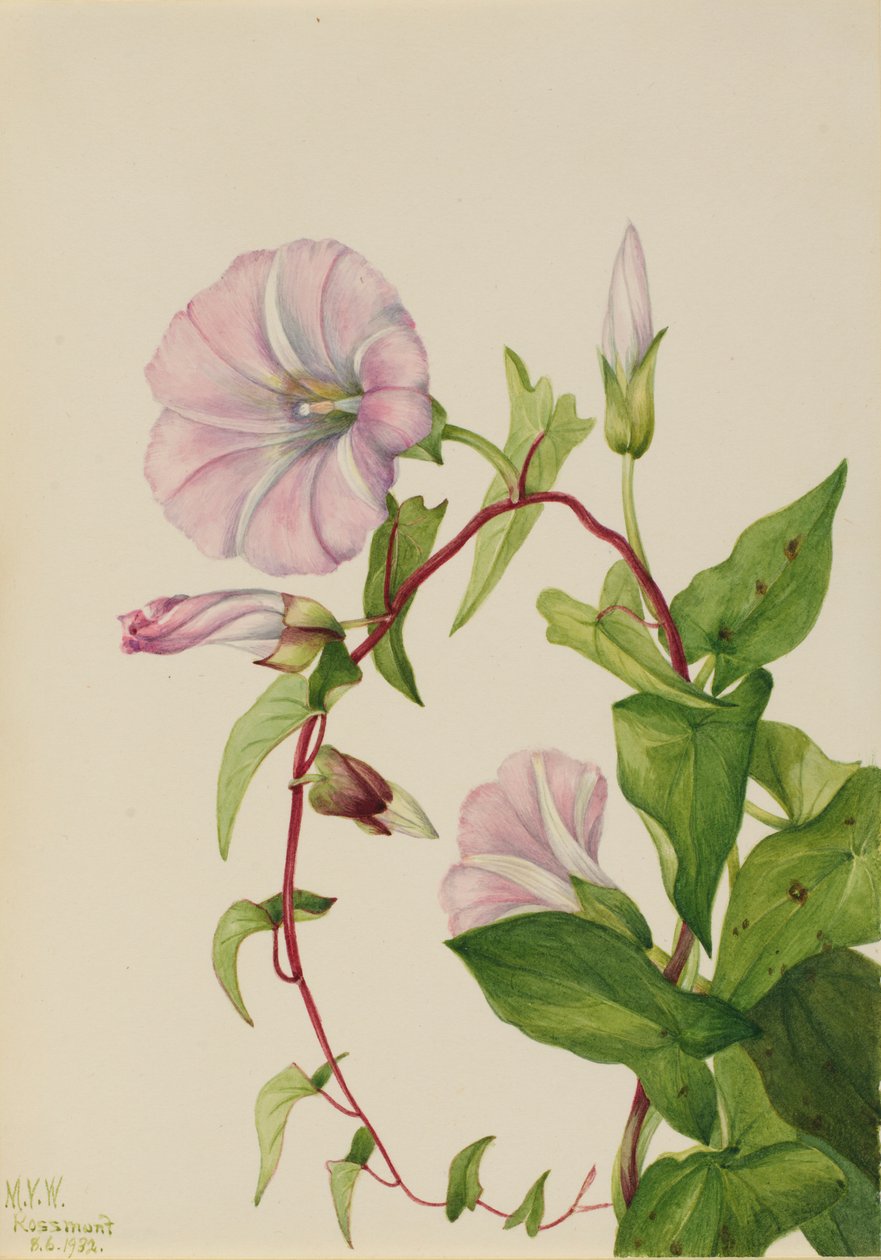 Powój żywopłotowy (Calystegia (Convolvulus) sepium) autorstwa Mary Vaux Walcott